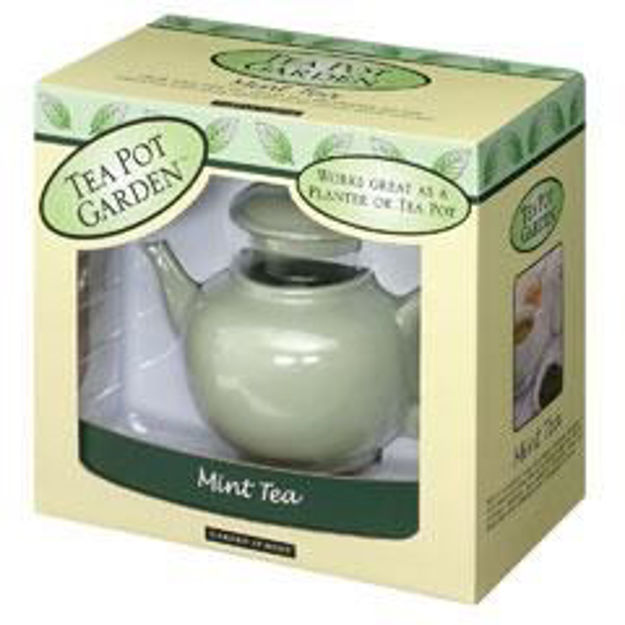 Picture of Tea Pot Garden - Mint Tea (Bargain Bin)
